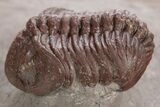 Red Morocops Trilobite - Hmar Laghdad, Morocco #329737-1